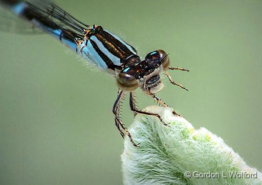 Damselfly Closeup_DSCF5325-7.jpg - Photographed at Ottawa, Ontario, Canada.